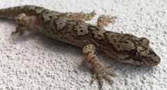 Dactylocnemis pacificus