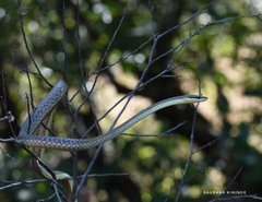 Dendrelaphis girii