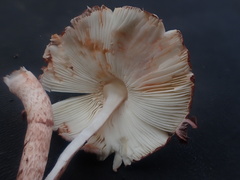 Lepiota haemorrhagica