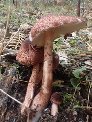 Lepiota haemorrhagica