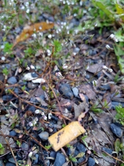 Draba praecox