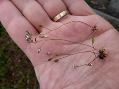 Draba praecox