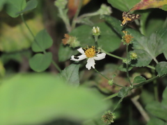 Zeuxippa formosa