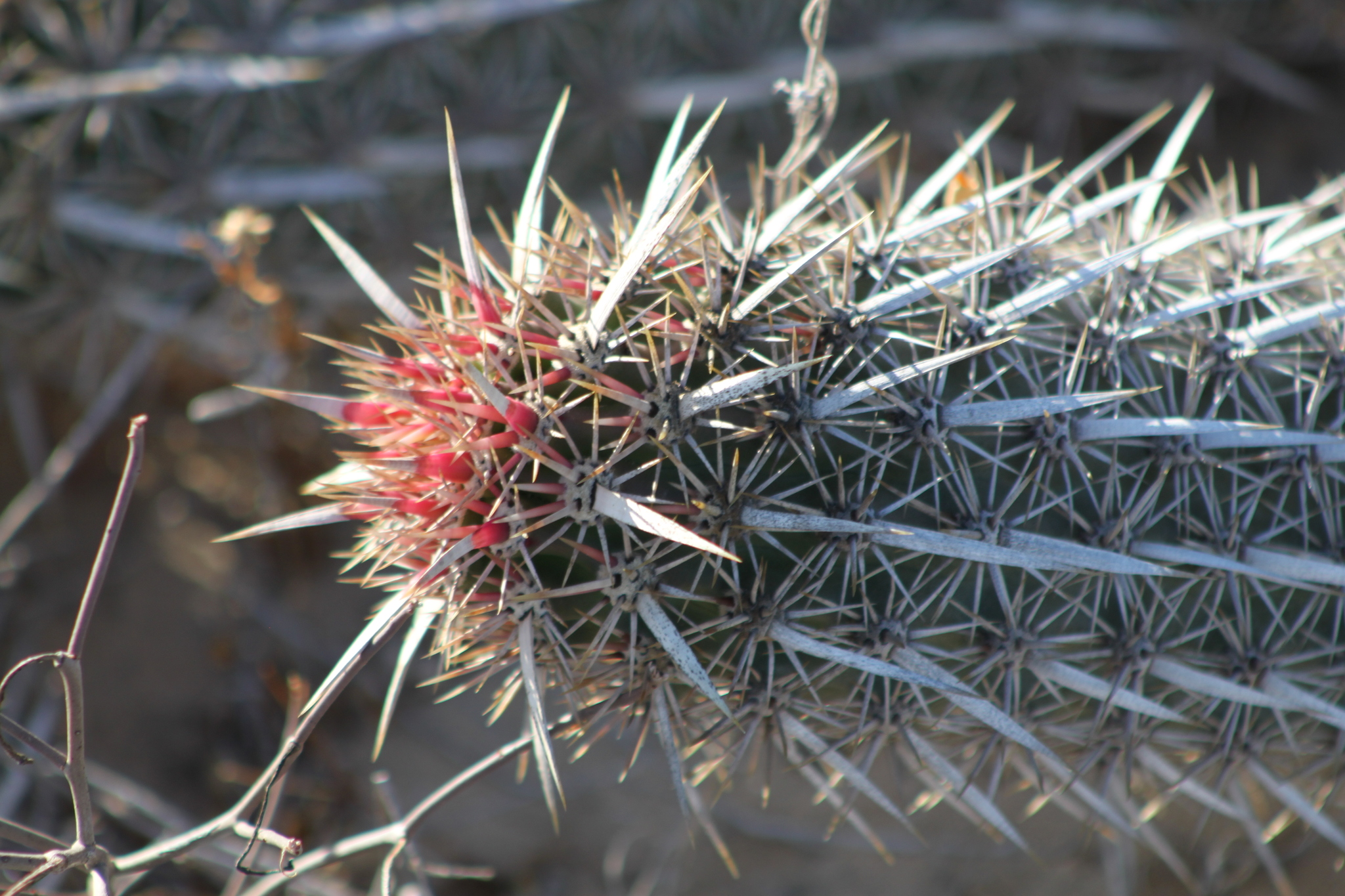 Creeping Devil (Stenocereus eruca) · iNaturalist