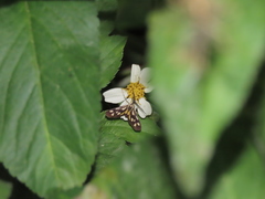 Zeuxippa formosa
