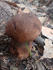 Tylopilus brunneus