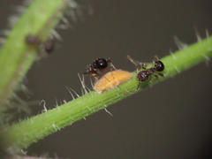Pristomyrmex