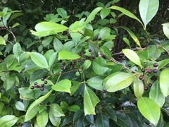 Zanthoxylum ovalifolium