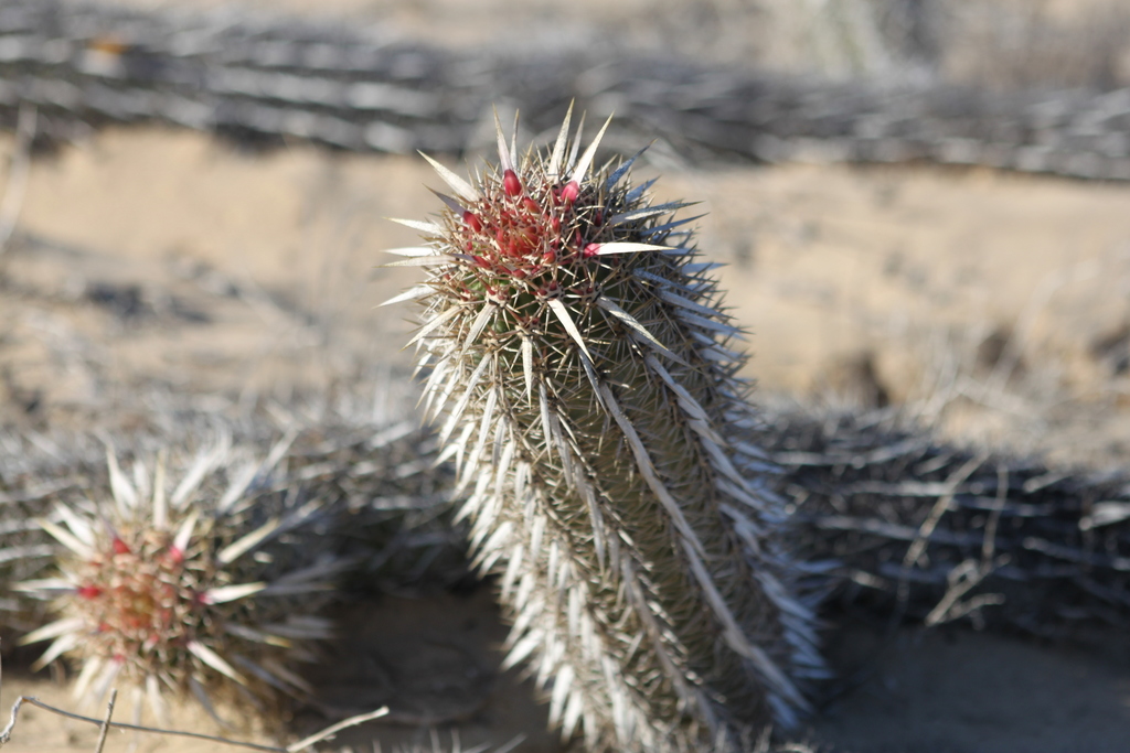 Creeping Devil (Stenocereus eruca) · iNaturalist
