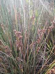 Juncus kraussii