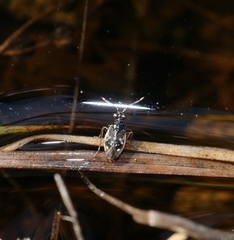 Chartoscirta elegantula