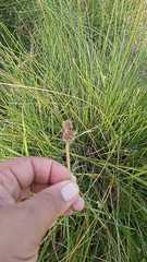 Juncus kraussii