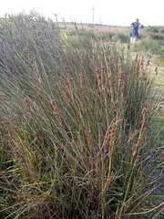 Juncus kraussii
