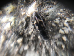 Glischrochilus vittatus