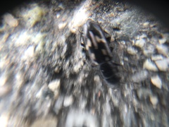 Glischrochilus vittatus