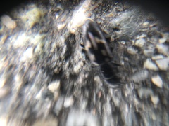 Glischrochilus vittatus