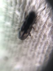 Glischrochilus vittatus