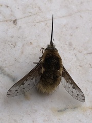 Bombylius medius