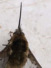 Bombylius medius