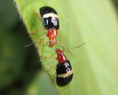 Gynandrobrotica