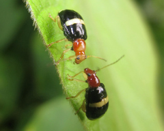 Gynandrobrotica