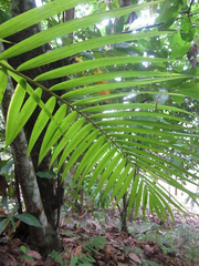 Oenocarpus mapora