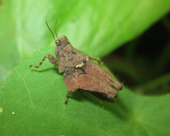 Eomorphopus