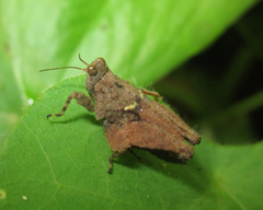 Eomorphopus