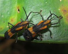 Sceloenopla contraria