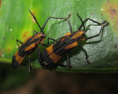 Sceloenopla contraria
