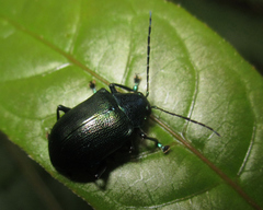 Callicolaspis eumolpoides