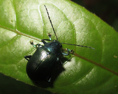 Callicolaspis eumolpoides