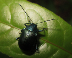 Callicolaspis eumolpoides