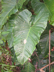 Philodendron deflexum