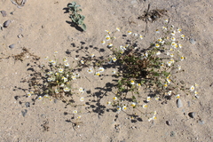 Amauria brandegeeana