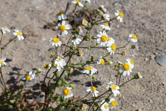 Amauria brandegeeana