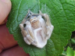 Neosparassus salacius