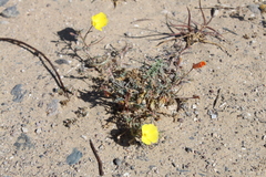 Eulobus sceptrostigma