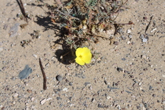 Eulobus sceptrostigma