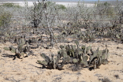 Opuntia pycnantha