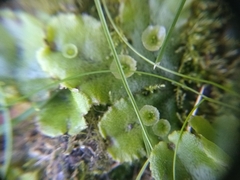 Marchantia polymorpha ruderalis