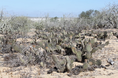 Opuntia pycnantha