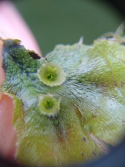 Marchantia polymorpha ruderalis