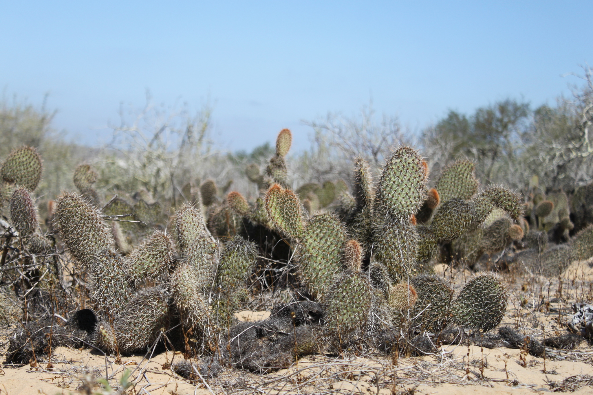 Opuntia pycnantha · iNaturalist