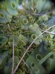 Marchantia polymorpha ruderalis