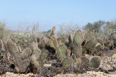 Opuntia pycnantha