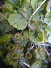 Marchantia polymorpha ruderalis
