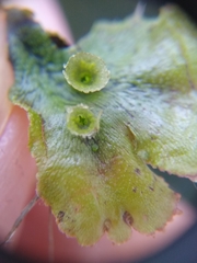 Marchantia polymorpha ruderalis