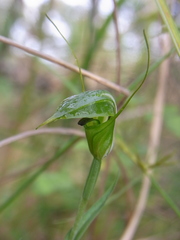 Pterostylis russellii