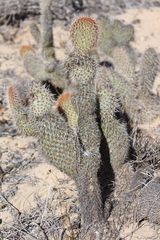 Opuntia pycnantha